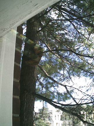 Squirrels perch on the tree outside the CCS Annex's glass door and observe me as I study.
